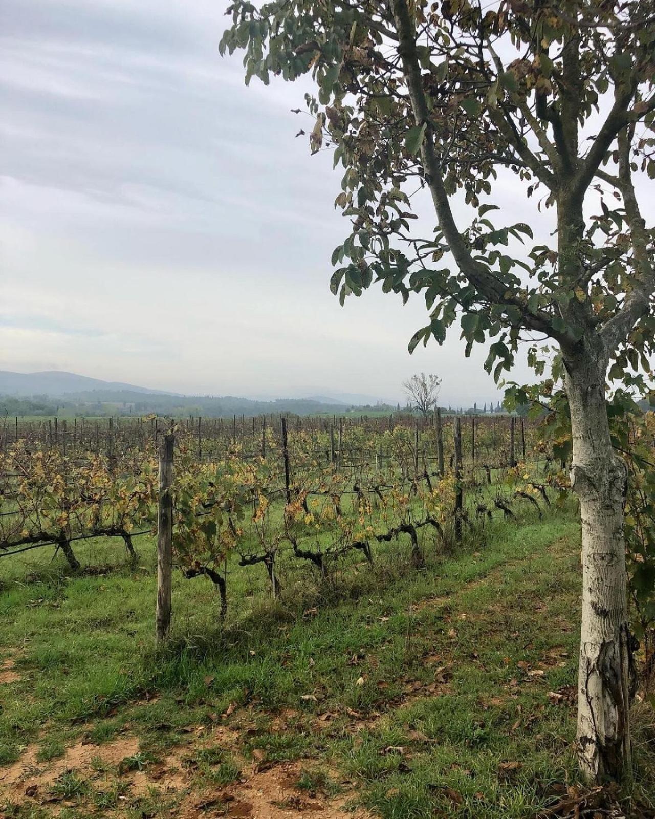 Agriturismo La Segolina Colle Val D'Elsa Εξωτερικό φωτογραφία
