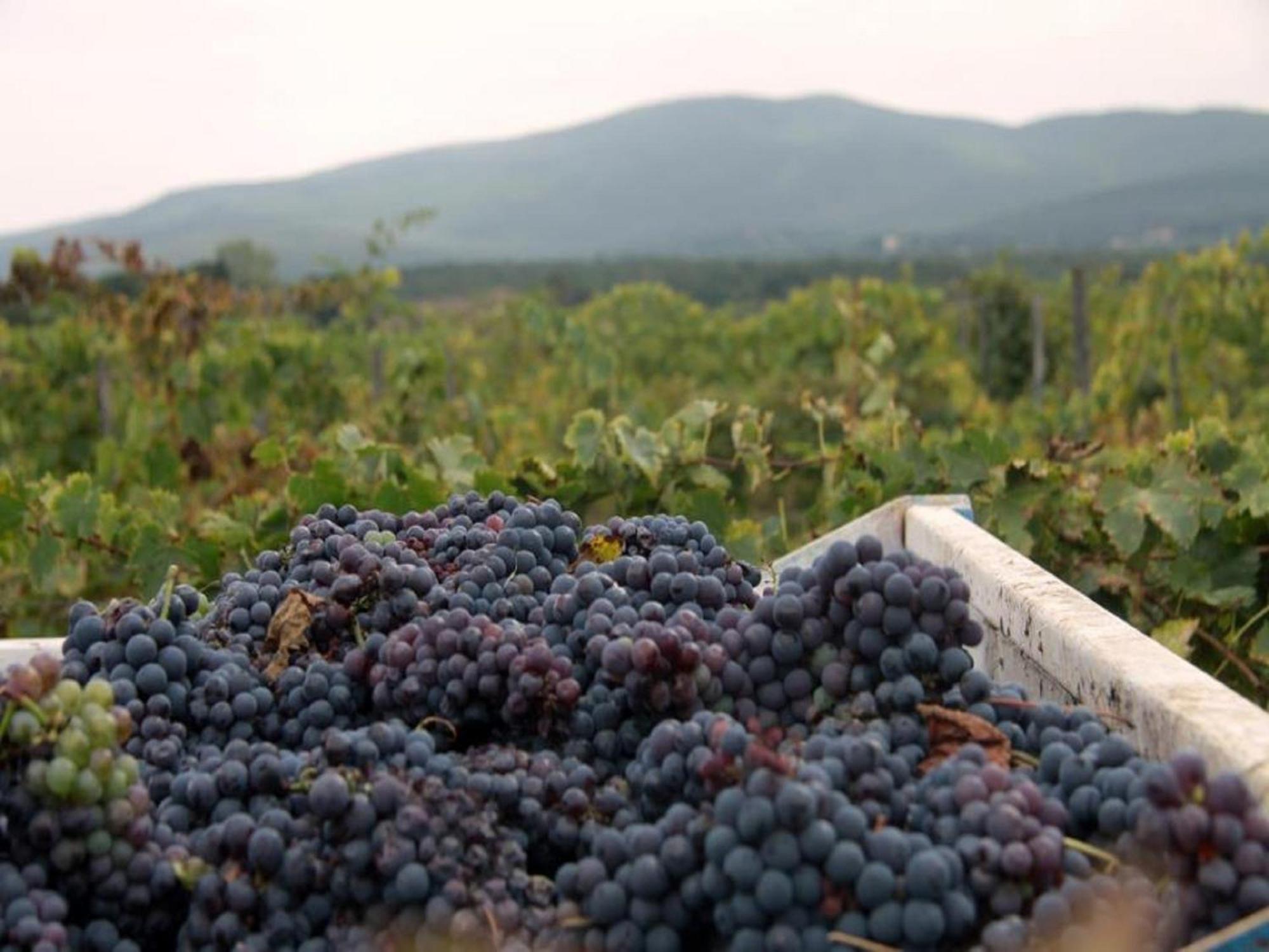 Agriturismo La Segolina Colle Val D'Elsa Εξωτερικό φωτογραφία