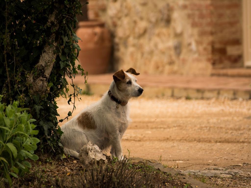 Agriturismo La Segolina Colle Val D'Elsa Εξωτερικό φωτογραφία