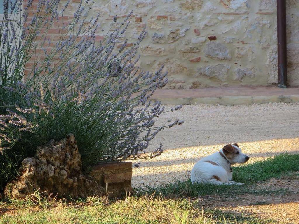 Agriturismo La Segolina Colle Val D'Elsa Εξωτερικό φωτογραφία